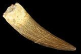 Fossil Plesiosaur (Zarafasaura) Tooth - Morocco #166713-1